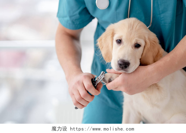 宠物医生正在修剪狗爪子幼犬的爪子